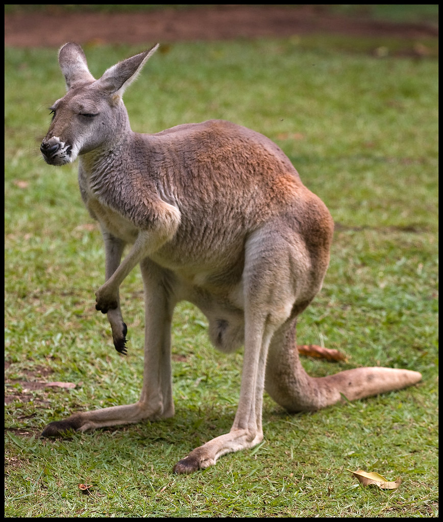 A picture of a kangaroo